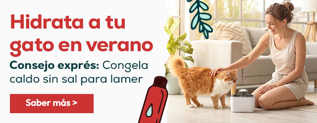 Hidrata a tu gato en verano