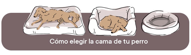 Cómo duermen los perros: cómo elegir la mejor cama para perros