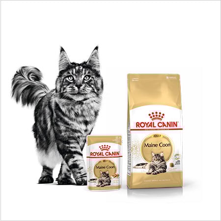 Royal Canin Razas. Nutrición especializada en cada raza de gato.