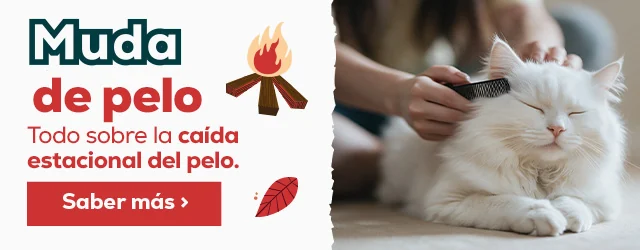Todo sobre la caída estacional del pelo