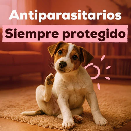 Antiparasitarios Perro y Gato: Es hora de protegerlos de las pulgas, garrapatas, flébotomos...