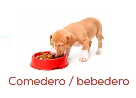 Comederos y bebederos para sus primeras comidas