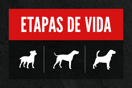 Etapas de vida. Descubre la receta que mejor se adapte.
