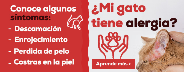 Alergías en gatos