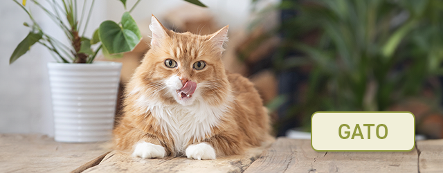 Encuentra la receta ideal para tu gato
