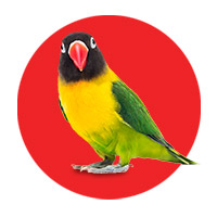 Especial Pájaro