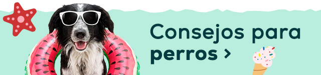 Consejos de verano para perro