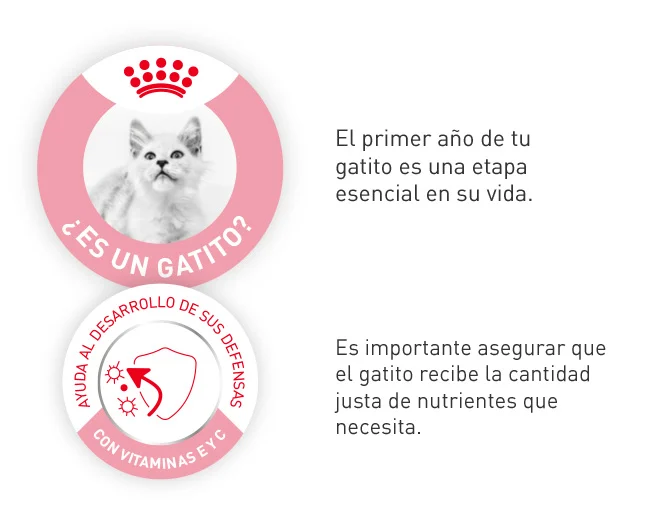 El primer año de tu gatito es una etapa esencial, asegura que recibe la cantidad justa de nutrientes que necesita.