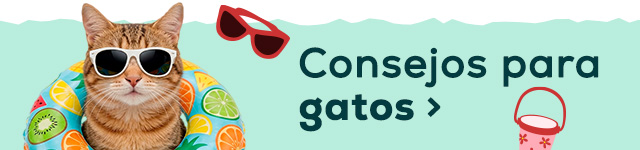 Consejos de verano para gato