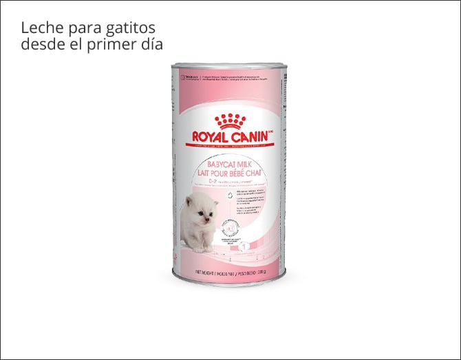 Leche para gatitos desde el nacimiento