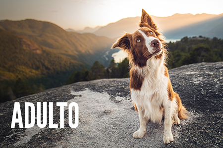 Etapas de vida: perro adulto.