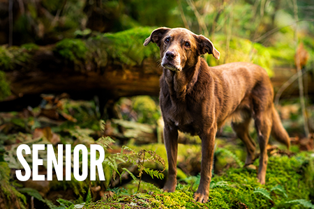 Etapas de vida: perro senior.