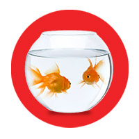 Especial Peces 