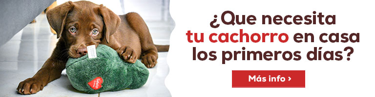 ¿Qué necesita tu cachorro en casa los primeros días?