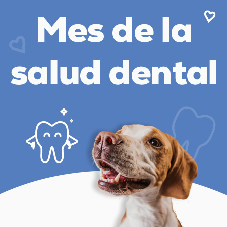 Mes Salud dental - los mejores descuentos en snacks dentales