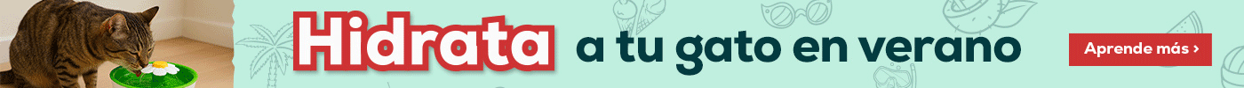 ¡Importante! hidrata a tu gato en verano