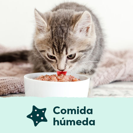 Comida húmeda para perros y gatos