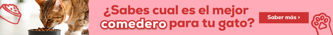 Elegir el mejor comedero para gato
