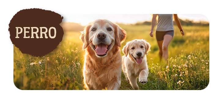 True Origins para perro