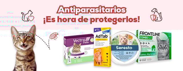 Kiwoko arenero 2025 gato