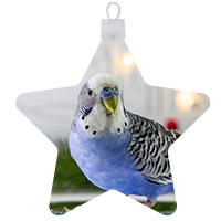 Pájaros