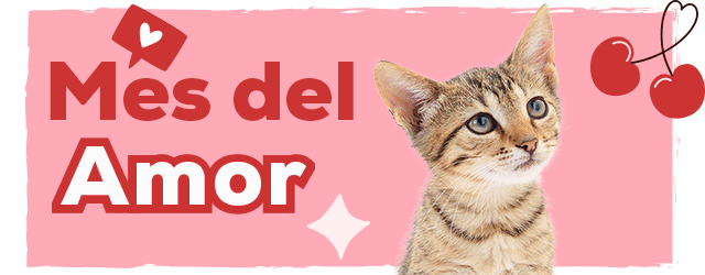 Mes del amor: Hasta -30% en selección de accesorio para gato