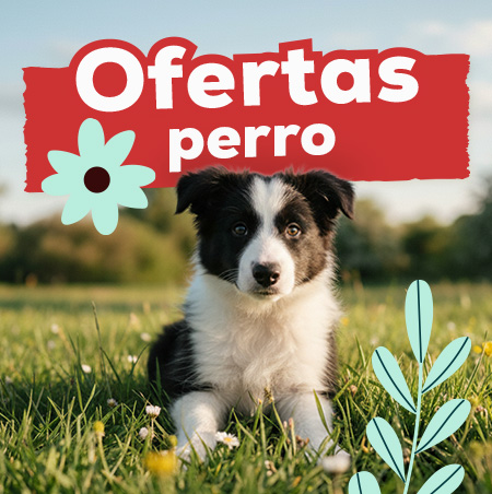 Ofertas para perro
