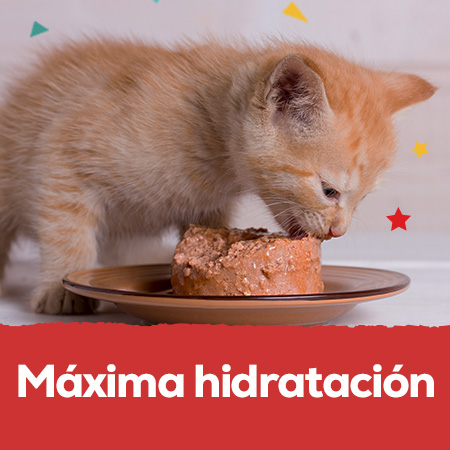 Comida húmeda: Hasta -30% en selección de comida húmeda para perro y gato