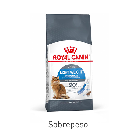 Gato con sobrepeso
