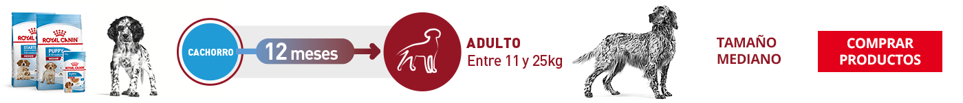Tamaño Mediano (M)