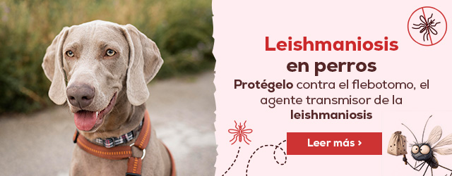 Leishmaniosis en perro y el flebotomo