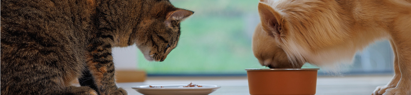 Wellness Core - Alimento Natural y equilibrado para perros y gatos