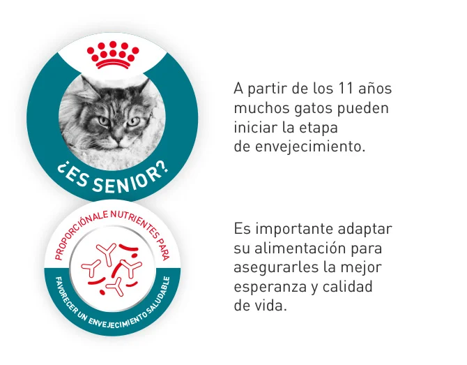 A partir de los 11 años de edad de tu gato, al iniciar la etapa de envejecimiento, es importante adaptar su alimentación mejorando así su esperanza y calidad de vida.