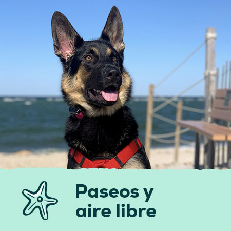 Accesorios de paseo para perros