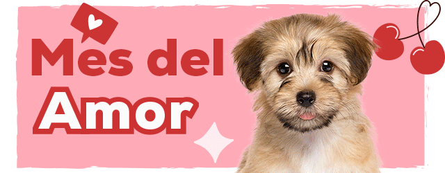Mes del amor: Hasta -30% en selección de accesorio para perro