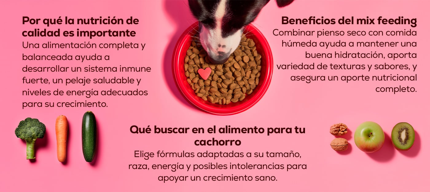 Resumen con los principales puntos de la importancia de darle una buena alimentación a tu cachorro desde el primer día