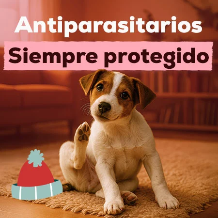 Antiparasitarios Perro y Gato: Es hora de protegerlos de las pulgas, garrapatas, flébotomos... Antiparasitarios Perro y Gato: Es hora de protegerlos de las pulgas, garrapatas, flébotomos...