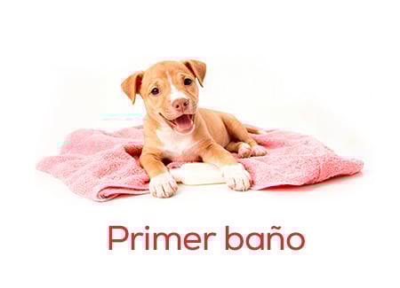 Todo lo necesario para darle su primer baño