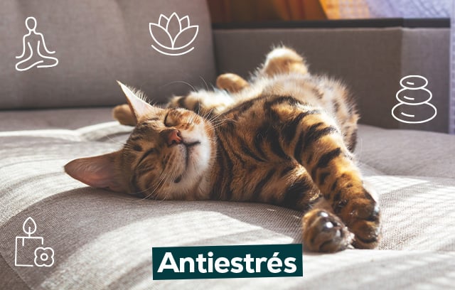 Antiestrés