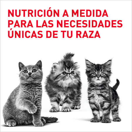 Royal canin  Razas gatito