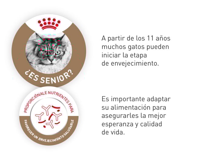 A partir de los 11 años de edad de tu gato, al iniciar la etapa de envejecimiento, es importante adaptar su alimentación mejorando así su esperanza y calidad de vida.