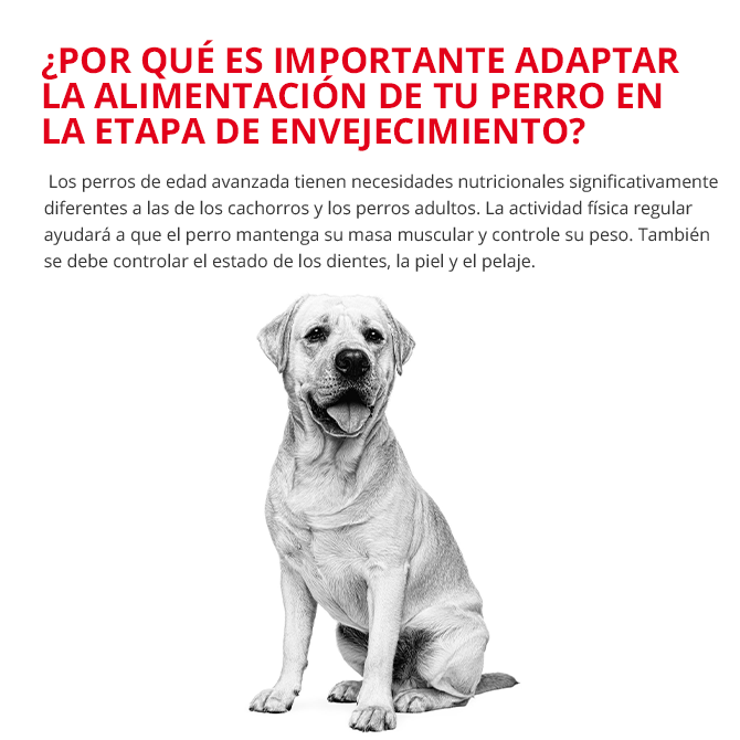 Por qué es importante adaptar la alimentación de tu perro en la estapa de envejecimiento