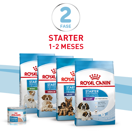 Starter: 1-2 meses