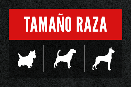 Tamaño de la raza. Descubre la receta que mejor se adapte.