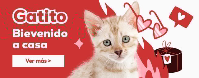 Tienda del gatito: Todo lo que necesitas para darle la bienvenida
