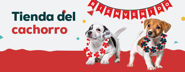 Cachorro: Todo lo que necesitas para darle la bienvenida