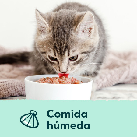 Comida húmeda para perros y gatos