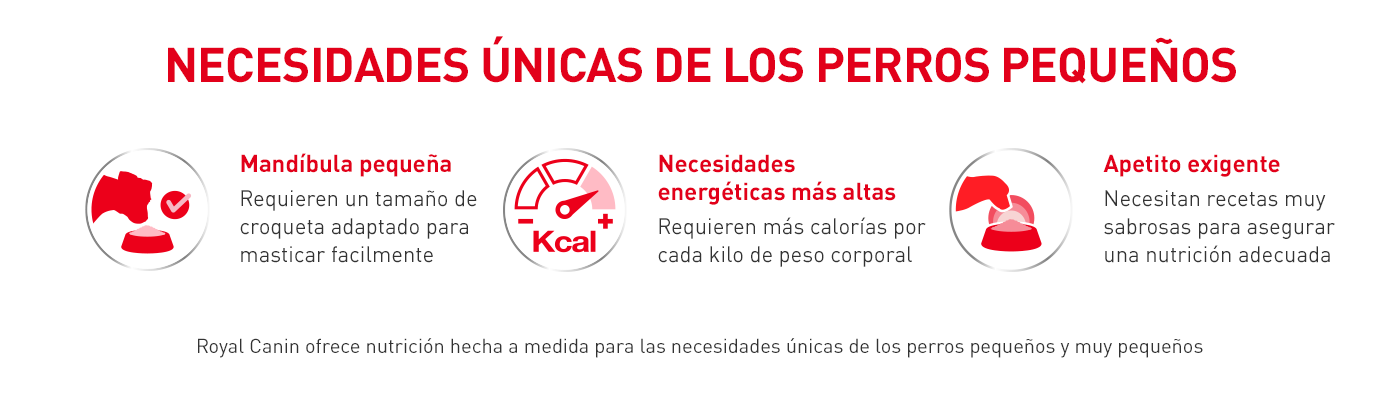 Mandibula pequeña, necesidades energéticas más altas, apetito exigente. Necesidades únicas de los perros pequeños.
