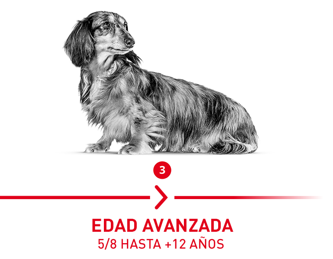 Edad avanzada: 5/8 hasta 12 años