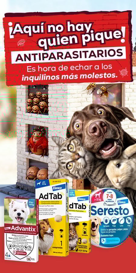Antiparasitarios: Es hora de protegerlos de las pulgas, garrapatas, flébotomos...